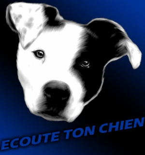 Dog In Pack - Le chien, c'est la meute.
