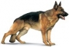 Chien Conseil Pro | Publications de conseils pour chien ou canin